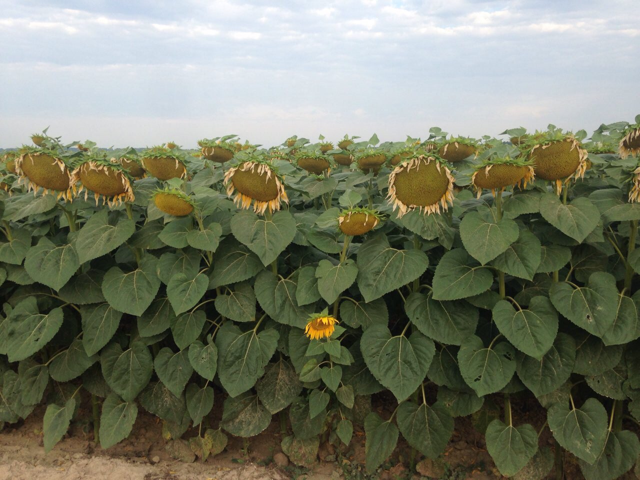 Соняшник ТОВ "Агроінвестзерно"