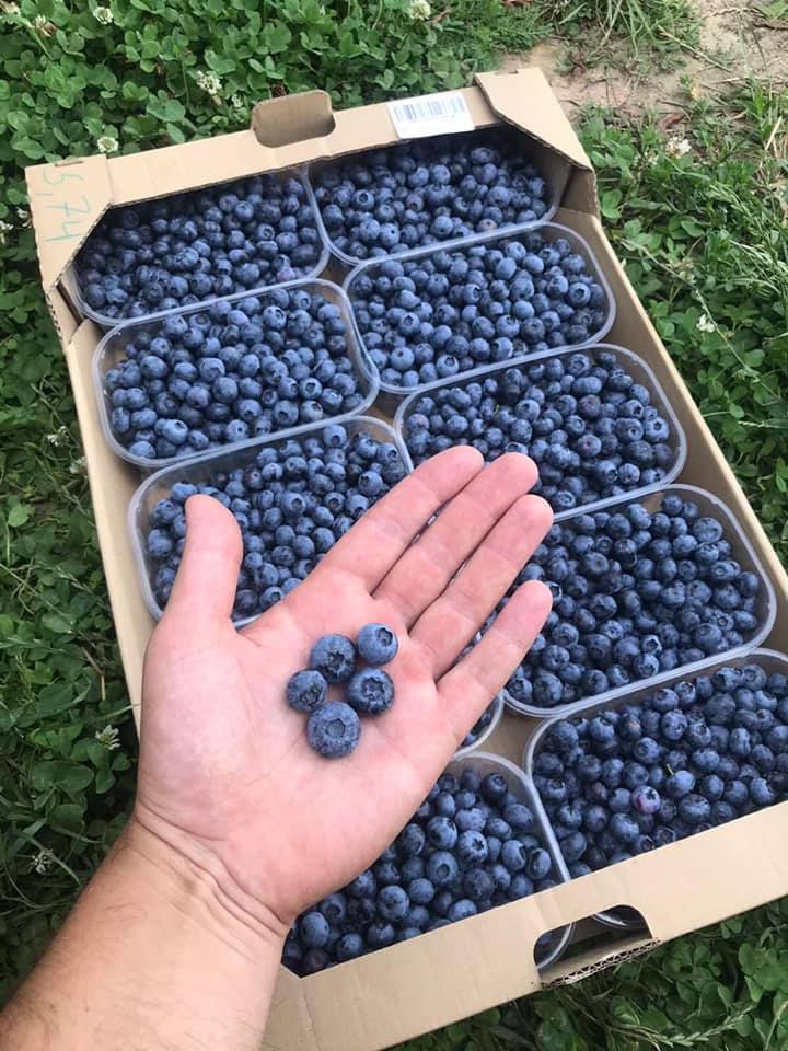 Лохина  "Ягоди Галіївки"