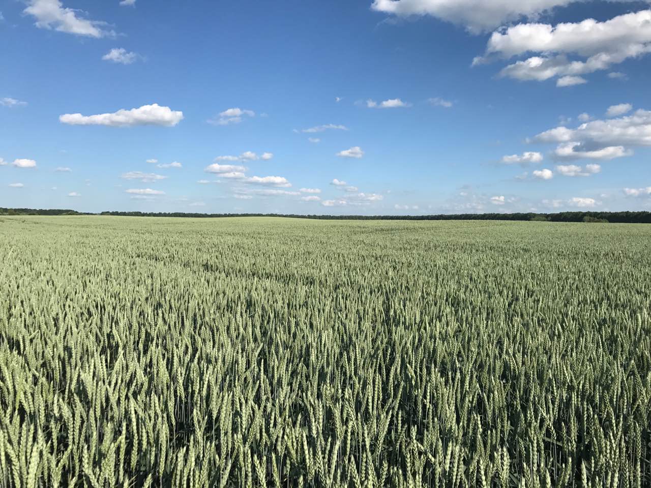 Поле пшениці ТОВ "Агроінвестконтакт"